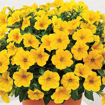 ペチュニア ビューティカル（R）イエローサン