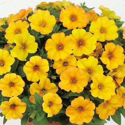 ペチュニア ビューティカル（R）サンセットオレンジ