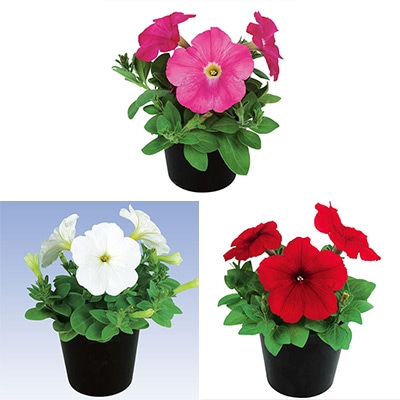 ジフィーセブンC苗 ペチュニア エコチュニア人気の3種セット