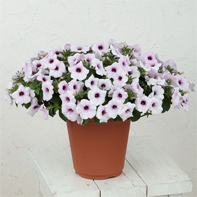 ペチュニア ビューティカル（R）ラベンダーアイス