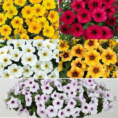 ペチュニア ビューティカル（R）スペシャル5種セット