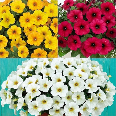 ペチュニア ビューティカル（R） 3色Aセット