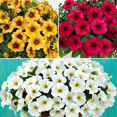 ペチュニア ビューティカル（R）3色Bセット