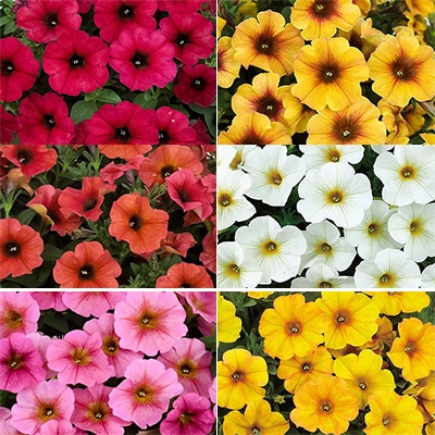 ペチュニア ビューティカル（R）お試し見計らいセット