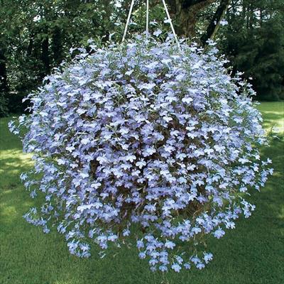 ロベリア ウォーターブルー