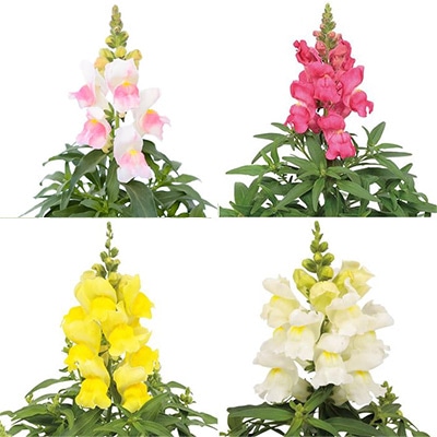 セルトップ(R)苗 4月お届け キンギョソウ キャンディートップス(R) 4種セット
