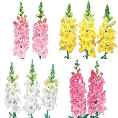 セルトップ(R)苗 4月お届け キンギョソウ ファルファレ 4種セット