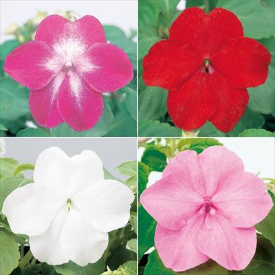 セルトップ(R)苗 5月お届け インパチェンス スーパーエルフィンXP 4種セット