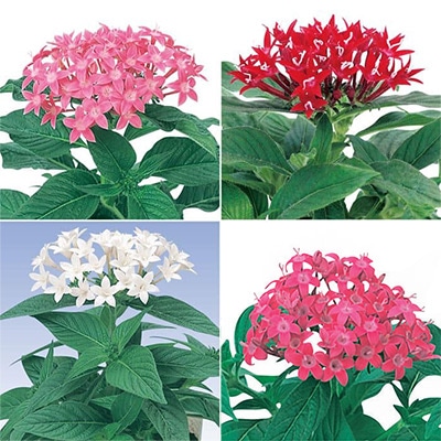 セルトップ(R)苗 5月お届け ペンタス グラフィティー 4種セット