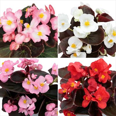 セルトップ(R)苗 4月お届け ベゴニア セネタiQ 4種セット