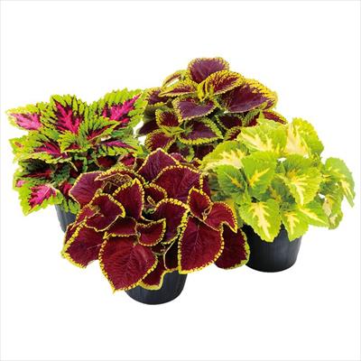 セルトップ(R)苗 5月お届け コリウス ゴリラJr. 4種セット