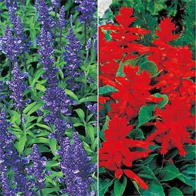 セルトップ(R)苗 5月お届け サルビア レッド&ブルー 2種セット