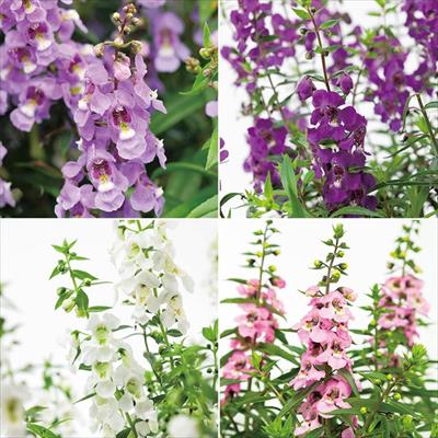 セルトップ(R)苗 5月お届け アンゲロニア セレニータ 4種セット