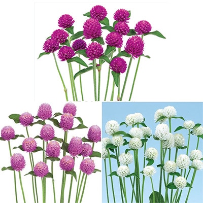 セルトップ(R)苗 5月お届け センニチコウ ネオン 3種セット