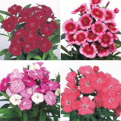 連結パック苗 4月お届け ダイアンサス ベルフィー 4種セット