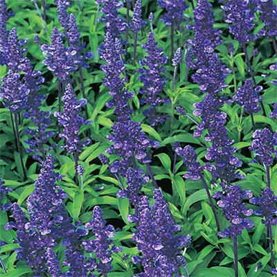 連結パック苗 5月お届け サルビア ファリナセア ナナ ディープブルー