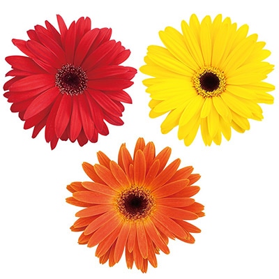 連結パック苗 5月お届け ガーベラ マジョレッテ 3種セット