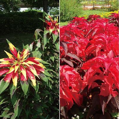 連結パック苗 5月お届け アマランサス 2種セット