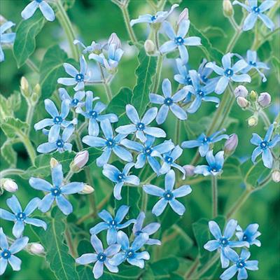 連結パック苗 5月お届け オキシペタラム ブルースター