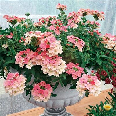 バーベナ スーパーベナ(R) ピーチメルバ