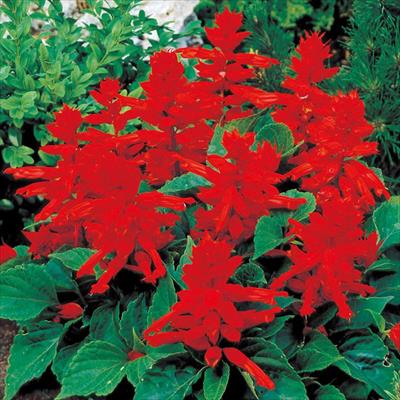 セルトップ(R)苗 6月お届け サルビア レッドアラート