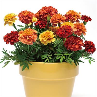 セルトップ(R)苗 6月お届け マリーゴールド ストロベリーブロンド