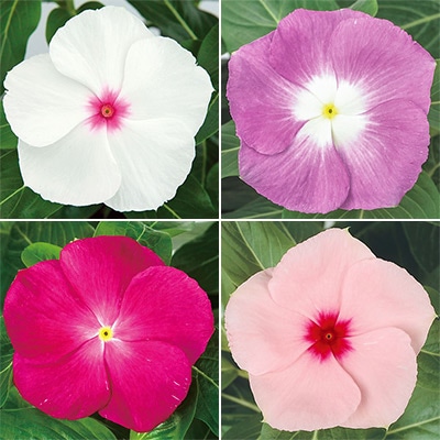 連結パック苗 6月お届け ニチニチソウ サンダー(R)  4種セット