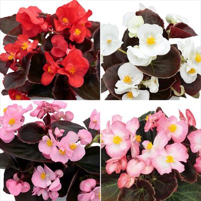 連結パック苗 6月お届け ベゴニア セネタiQ 4種セット