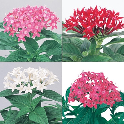 連結パック苗 6月お届け ペンタス グラフィティー 4種セット