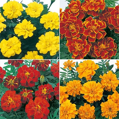 連結パック苗 6月お届け マリーゴールド サファリ 4種セット