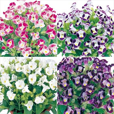 連結パック苗 6月お届け トレニア サイクロン 4種セット