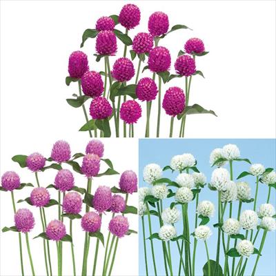 連結パック苗 6月お届け センニチコウ ネオン 3種セット