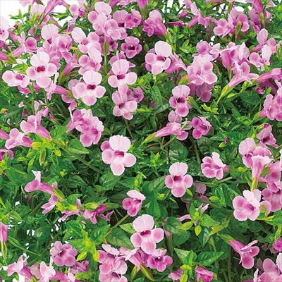 スーパートレニア カタリーナ ピンクリバー