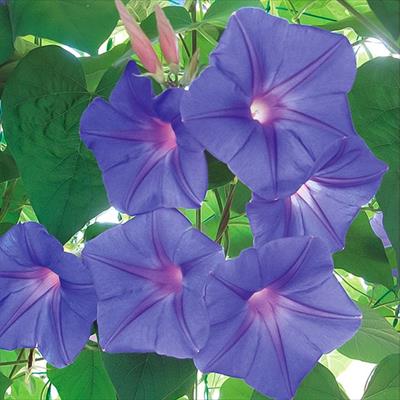 宿根アサガオ ケープタウンブルー2年生苗