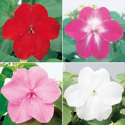 連結パック苗 6月お届け インパチエンス スーパーエルフィンXP 4種セット