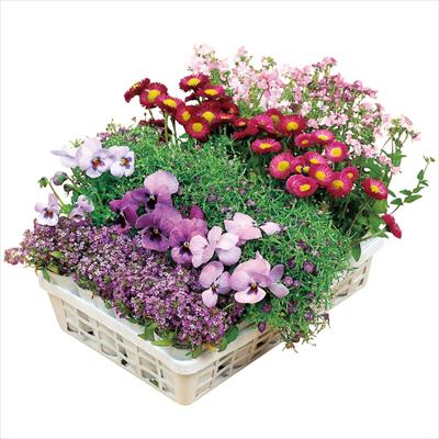 寄せ植えスリム苗 ピンクパレット 見計らい 5種セット