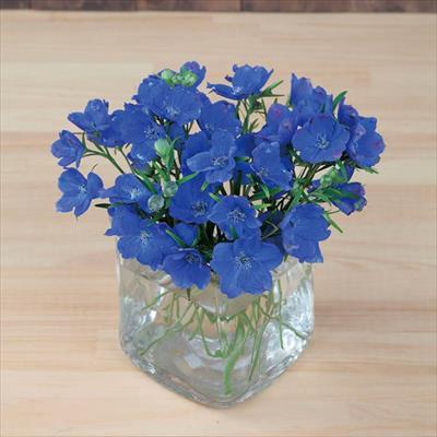 春待ち（R）苗 デルフィニウム プデル　ブルー