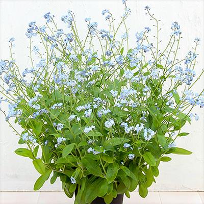 春待ち（R）苗 わすれな草