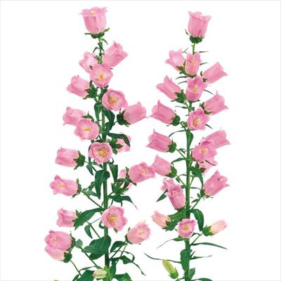 春待ち（R）苗 カンパニュラ チャイム ピンク