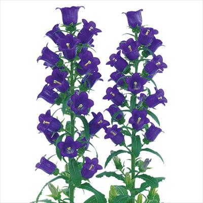 春待ち（R）苗 カンパニュラ チャイム パープル