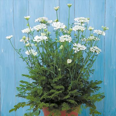 春待ち（R）苗 オルレア