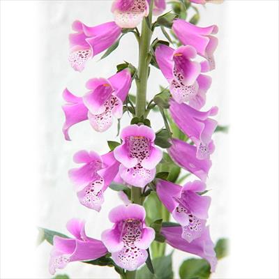 春待ち（R）苗 ジギタリス パープル