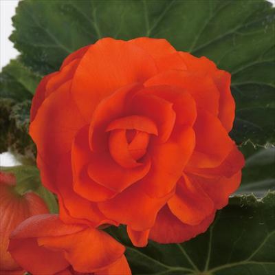 フォーチュンベゴニア(R) オレンジシェード