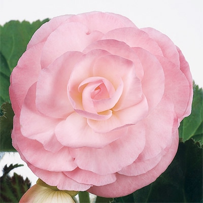 フォーチュンベゴニア(R) ピンク