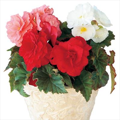 フォーチュンベゴニア(R) 3種植え