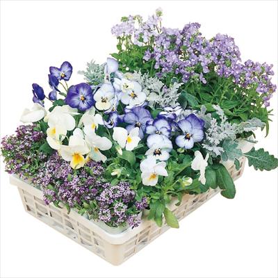 寄せ植えスリム苗 ブルーパレット 見計らい 4種セット