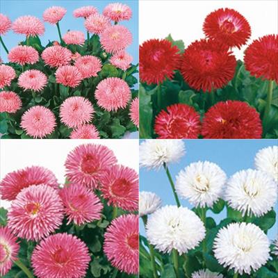 セルトップ(R)苗 チロリアンデージー(R) 4種セット