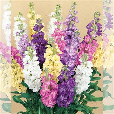 セルトップ(R)苗 ストック アイアン 4種セット