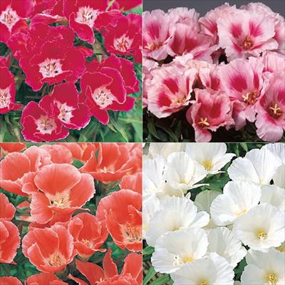 セルトップ(R)苗 ゴデチヤ ジューン 4種セット