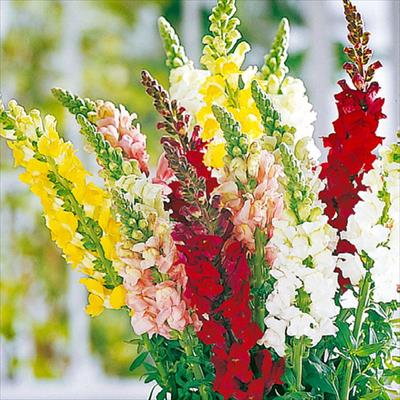 セルトップ(R)苗 キンギョソウ アスリート 4種セット